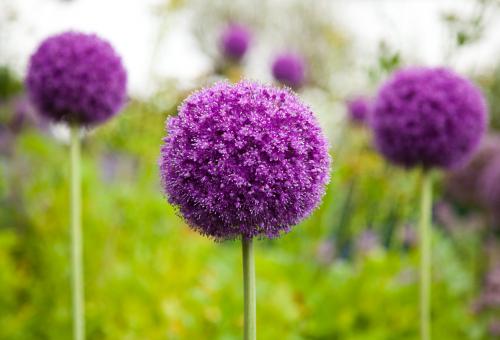 A close up of the giant purple alliums which are round in shape